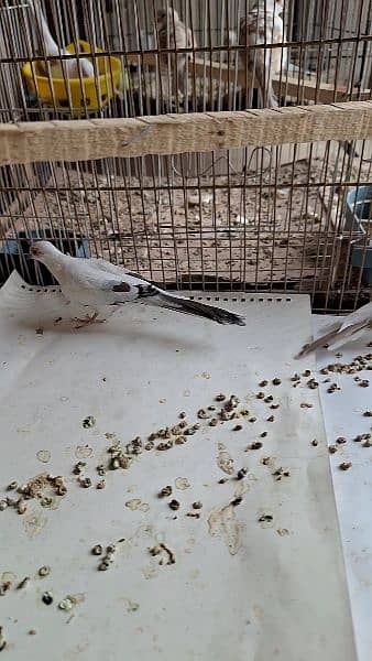 Red Pied x Diamond pied pair and pathay available 2
