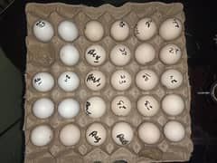 Pure Australorp Fresh Eggs