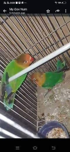green fishar parrot pair