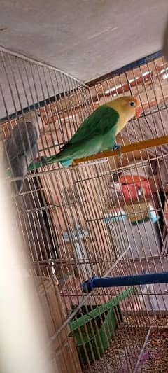 beautiful active and healthy love birds for sale