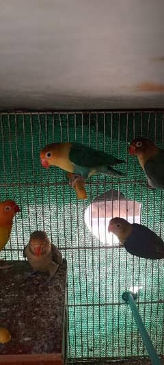 beautiful active and healthy love birds for sale