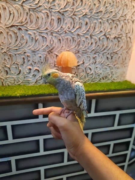 beautiful cocktails fully hand tamed no bite very active 3