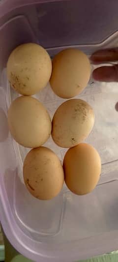 Thai Aseel Fertile Eggs