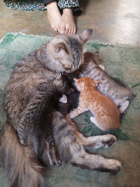 5 babies hai or 1 cat hai serious person contact kara 4