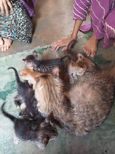 5 babies hai or 1 cat hai serious person contact kara 9