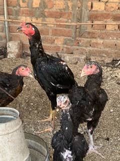 Aseel Chicks and Pathay Available for Sale