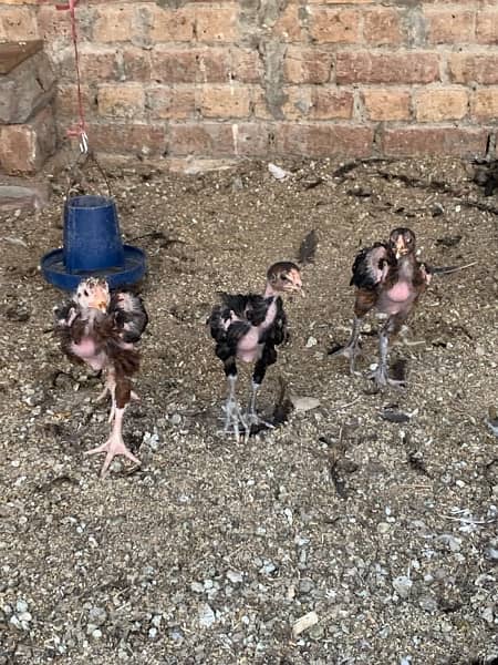 Aseel Chicks and Pathay Available for Sale 10