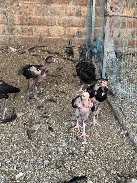Aseel Chicks and Pathay Available for Sale 11
