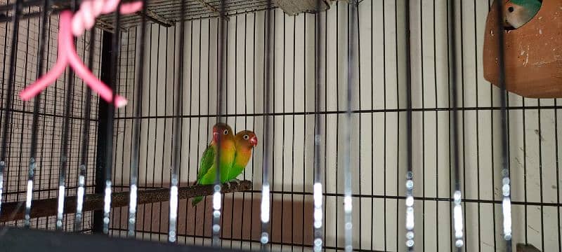 love bird 1