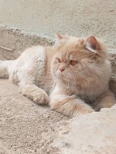 Persian triple coated male. Playful cat looking for a new home