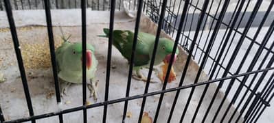8 month raw parrot's pair with very suitable price available