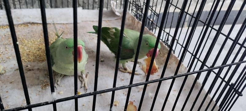 8 month raw parrot's pair with very suitable price available 0