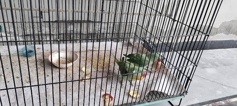 8 month raw parrot's pair with very suitable price available 1