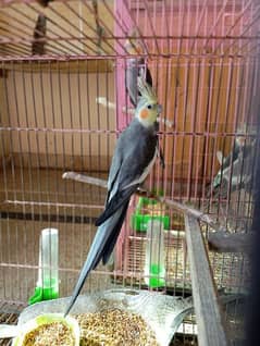 male and female grey cockatiel for sale