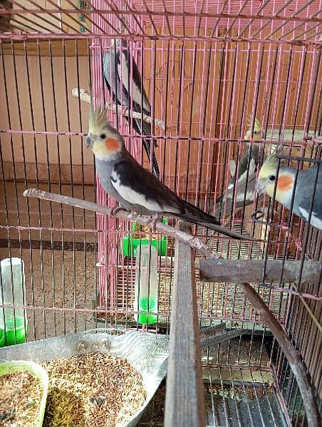 male and female grey cockatiel for sale 1