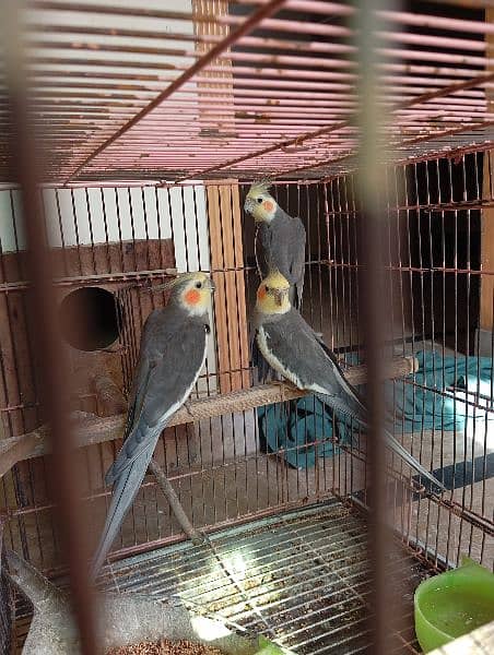 male and female grey cockatiel for sale 2