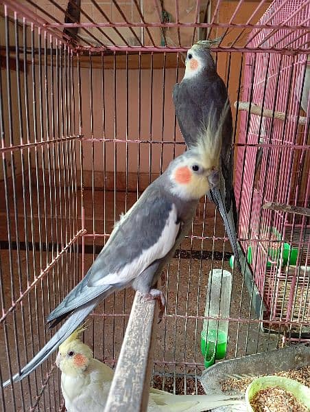 male and female grey cockatiel for sale 3