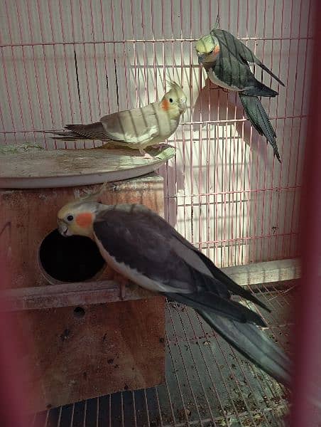 male and female grey cockatiel for sale 4