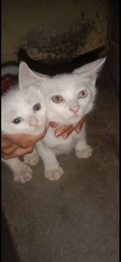 persian cat pair with odd eyes