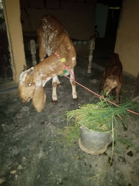 Female goat and her one female kids 0