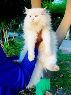 Persian male available for stud not for sale