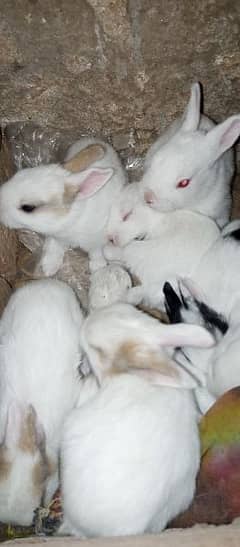 Cute Bunnies for Sale
