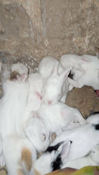 Cute Bunnies for Sale 4