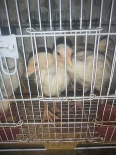 heera asee chicks 03193496983 0