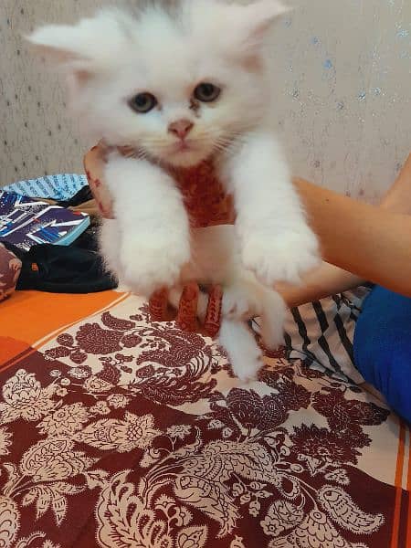 Persian Triple coated male cat 1