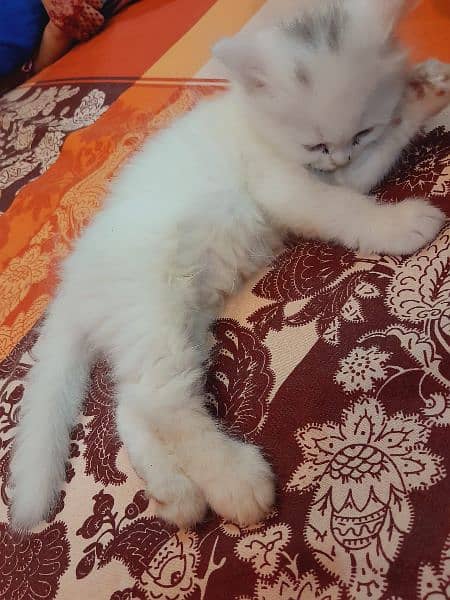 Persian Triple coated male cat 4