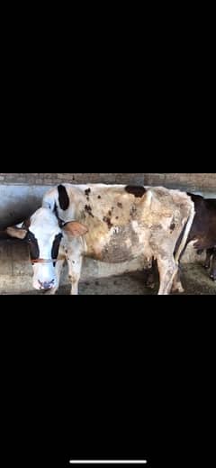 cow and bachra