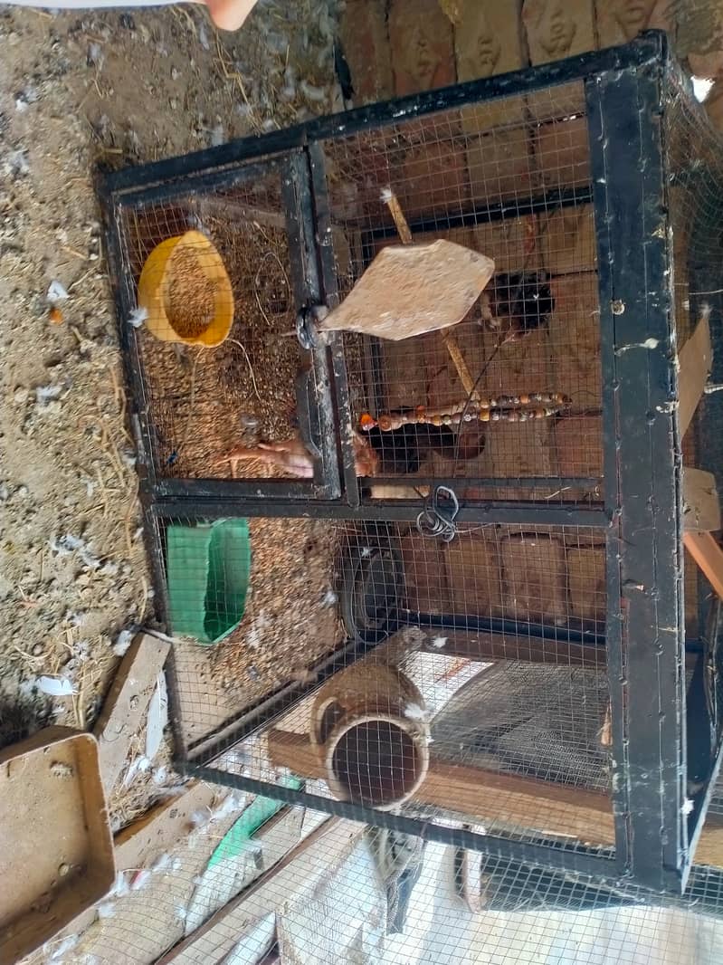 Aseel Angel cage for sale 1