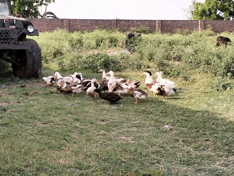 Ducks for sale, per piece Rs=1000/-  es say Kam waly Rabta na karen 8