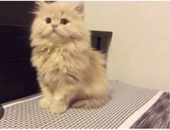 kitten Persian triple coated