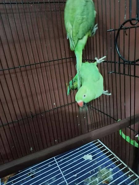 3 parrot with cage 2