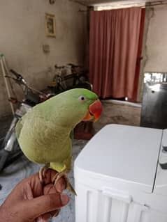 parrot 2 year age