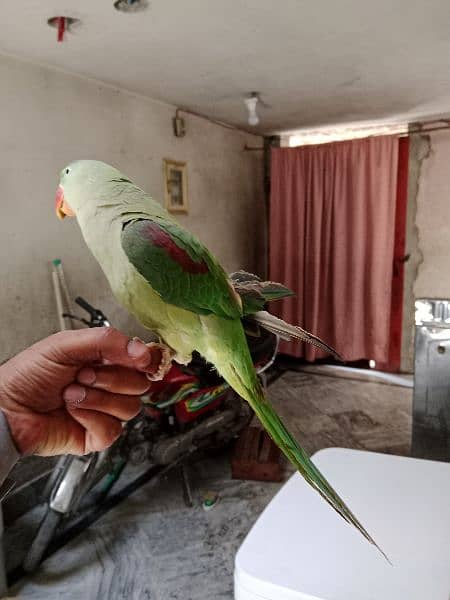 parrot 2 year age 1