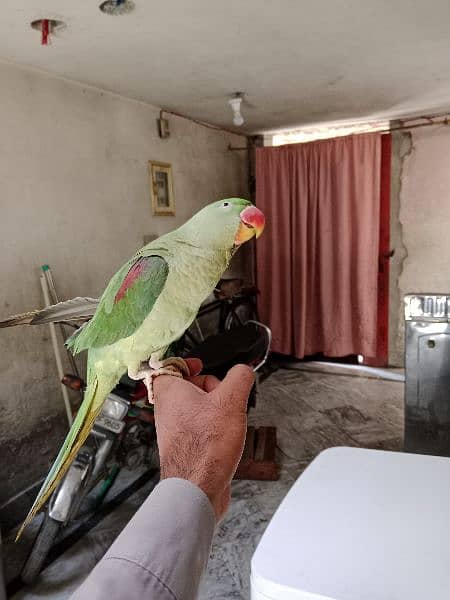 parrot 2 year age 2