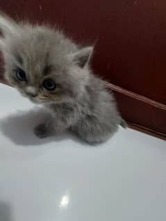 5 Persian cats my number 03352408675
