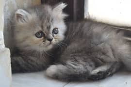 female siberin triple coated kitten 0