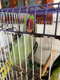 pharri totay for sale raw  parrot for sale