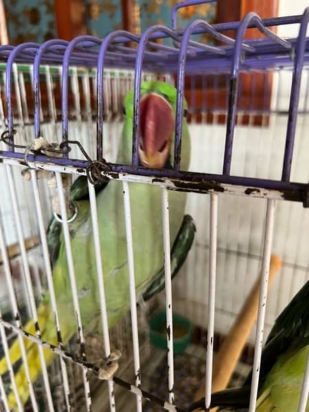 pharri totay for sale raw  parrot for sale 0