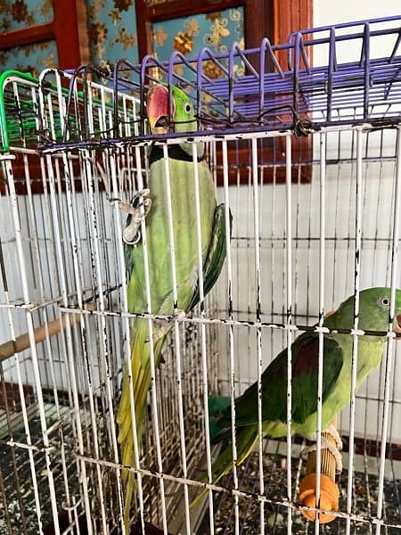 pharri totay for sale raw  parrot for sale 1