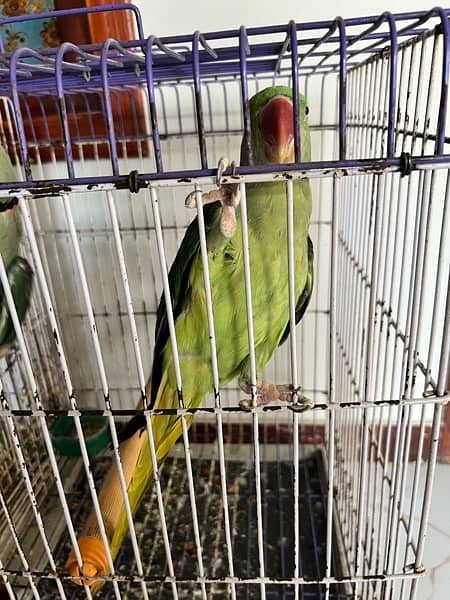 pharri totay for sale raw  parrot for sale 2
