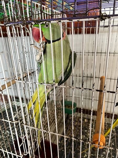 pharri totay for sale raw  parrot for sale 3