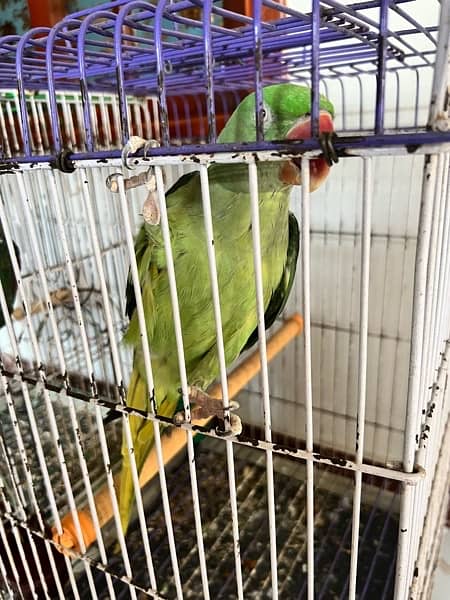 pharri totay for sale raw  parrot for sale 4