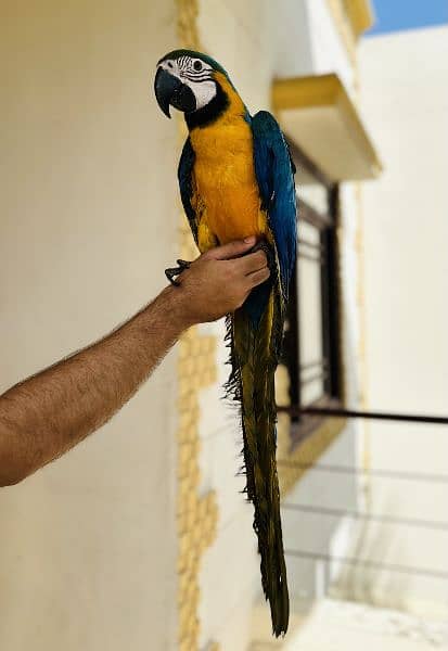 Blue and gold macaw 0