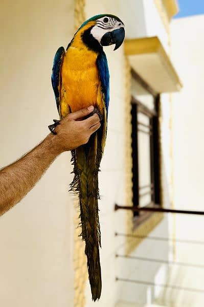 Blue and gold macaw 1
