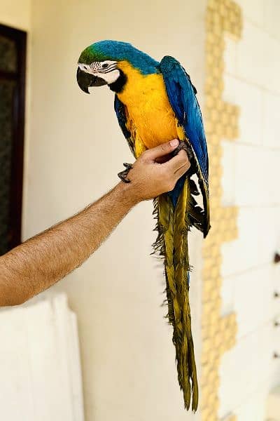 Blue and gold macaw 2