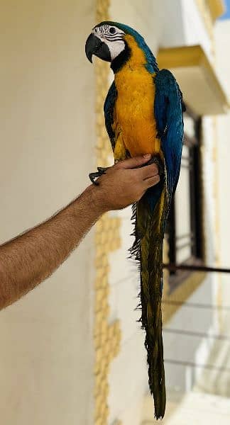 Blue and gold macaw 3